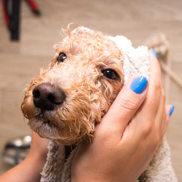 City Dogs Grooming